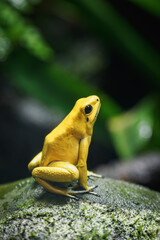 Yellow terrible poison dart frog in detail.
