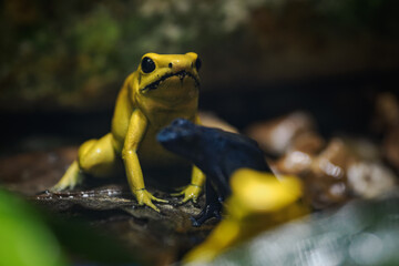 Yellow terrible poison dart frog in detail.
