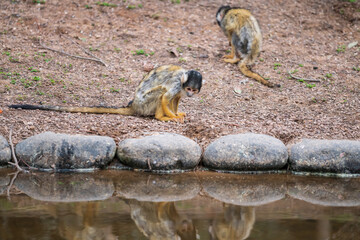 Portrait of squirrel monkey or Saimiri Boliviensis, Fukuoka zoo