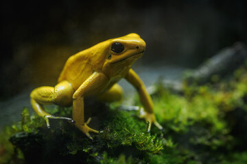 Yellow terrible poison dart frog in detail.
