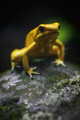 Yellow terrible poison dart frog in detail.

