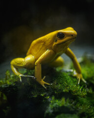 Yellow terrible poison dart frog in detail.
