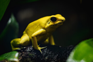 Yellow terrible poison dart frog in detail.
