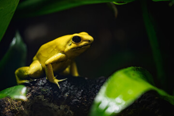 Yellow terrible poison dart frog in detail.
