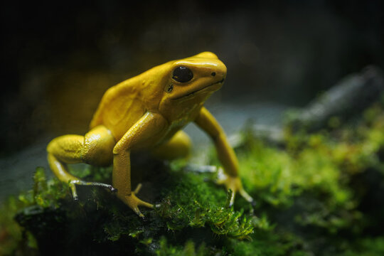 Yellow terrible poison dart frog in detail.
