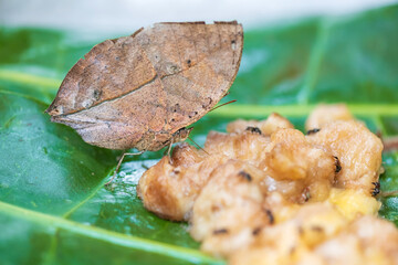 kallima butterfly, know as oakleaf, on green leaf feeding ripe banana