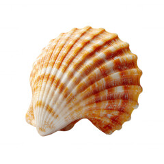 Fototapeta premium Seashell with spiral shape and striped brown beige pattern, isolated on transparent background design beach nautical