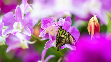 Tailed jay agamemnon butterfly feed purple orchid flower in garden