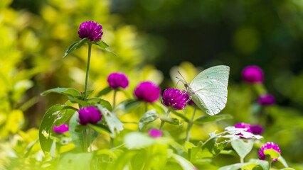 common emigrant lemon butterfly feed purple flower pollen in garden