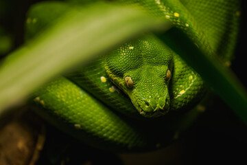 Coiled green python in detail on the head and eye.
