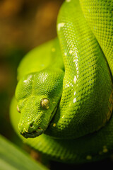 Fototapeta premium Coiled green python in detail on the head and eye. 