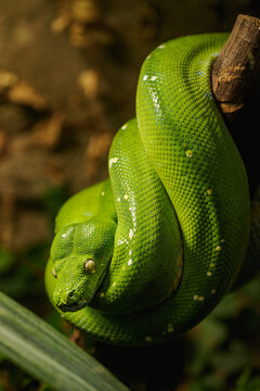 Coiled green python in detail on the head and eye.
