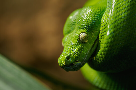 Coiled green python in detail on the head and eye.
