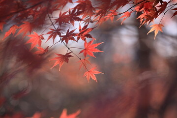 日本の秋、紅葉