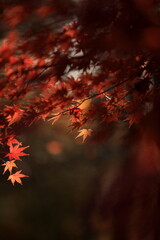 日本の秋、紅葉