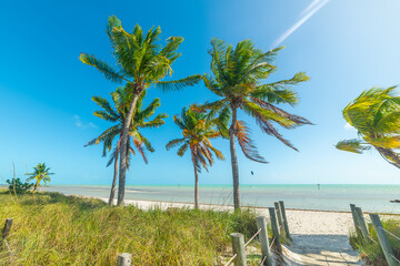 Coconut palm trees in famous Smathers Beach