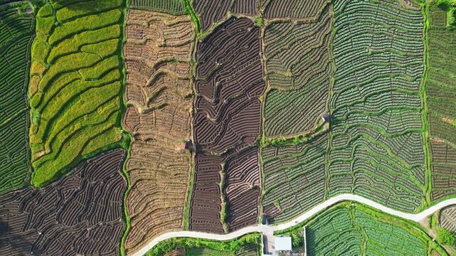 Aerial drone footage of patchworked rice fields from the top, at different stage of development
