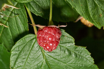 Bright ripe raspberries on a bush next to green and unripe fruits. Detailed macro photo with natural light. Natural texture, rich colors and a summery mood. Close-up of ripe red raspberries.