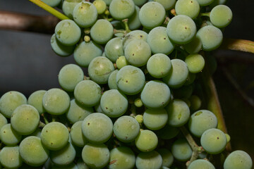 Grapes ripen in the garden. A bunch of grapes in close-up. Summer.