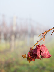 A closeup of leaves frosted on a thin dark branch with a blurred background