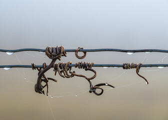 Closeup of vineyard trellis components with dew