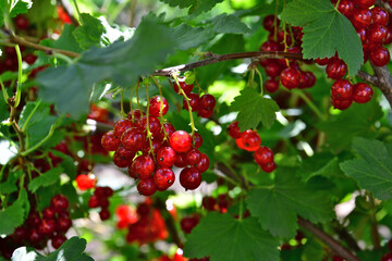 Clusters of Ripe Red Currants Hanging from Green Branches with sunbeams