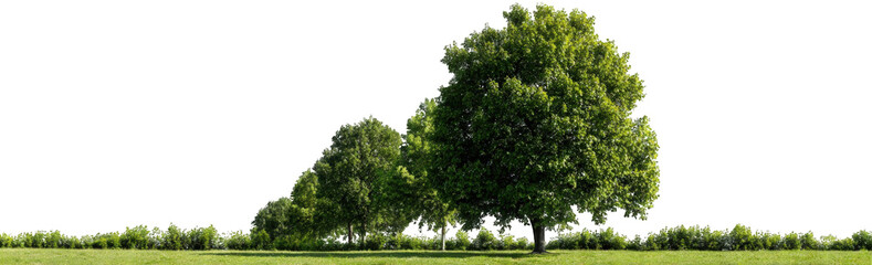 Fototapeta premium Lush green trees on a grassy field