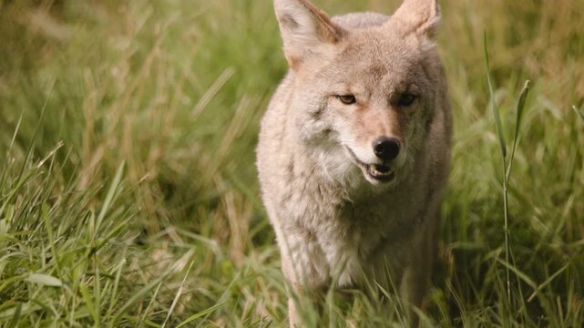 Detailed Close Up Shot of a Coyote (Canis latrans) Opening It's Mouth