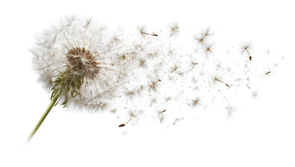 Close-up of a dandelion seed head (7)