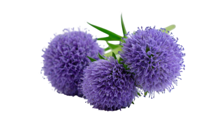 Close-up of three purple flower balls