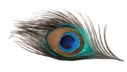 Obraz premium Detailed peacock feather against black