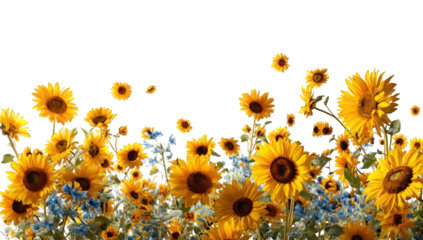 Sunflowers and blue flowers in a field