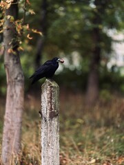 black winged blackbird