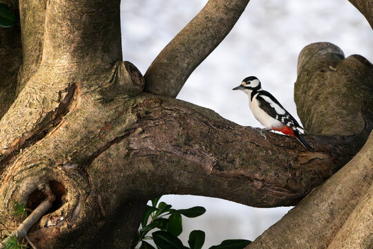 Adult female great spotted woodpecker (Dendrocopos major) climbing a tree. 