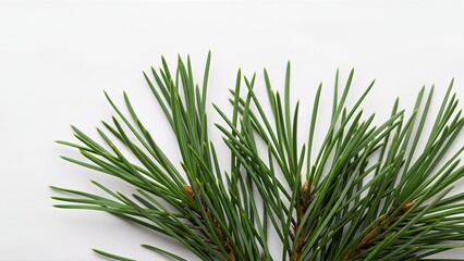 Close-up of a Pine Tree Branch with Green Needles on a White Background.