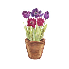 Watercolor illustration of blooming tulips in a clay pot. Delicate spring flowers in pink and purple tones, hand painted botanical art, perfect for home decor, greeting cards, packaging, and floral de