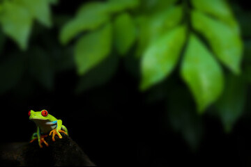 Colorful amazon Red-eyed tree frog clutching on dark wood with blurred foreground from green leaves. Selective focus at frog eye and copy space. Background for natural wildlife or exotic pets.
