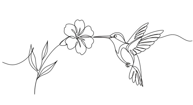 Elegant continuous line art illustration depicting a hummingbird approaching a delicate flower.