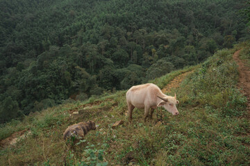 A cow grazes on the hillside its companion nearby with the forest as a scenic backdrop