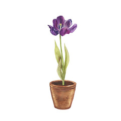 Watercolor illustration of blooming tulips in a clay pot. Delicate spring flowers in pink and purple tones, hand painted botanical art, perfect for home decor, greeting cards, packaging, and floral de