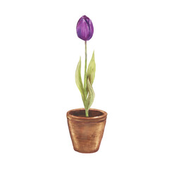 Watercolor illustration of blooming tulips in a clay pot. Delicate spring flowers in pink and purple tones, hand painted botanical art, perfect for home decor, greeting cards, packaging, and floral de
