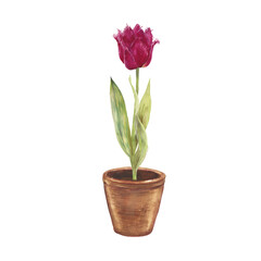 Watercolor illustration of blooming tulips in a clay pot. Delicate spring flowers in pink and purple tones, hand painted botanical art, perfect for home decor, greeting cards, packaging, and floral de