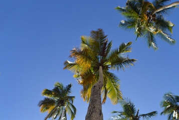Tropical Palm Trees Under Clear Blue Skies