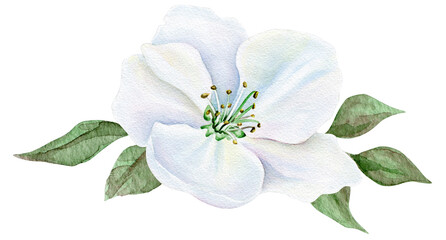 Watercolor bouquet of white flowers