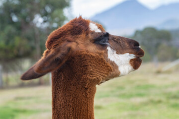close up of an alpaca