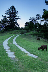 black sheep on the driveway
