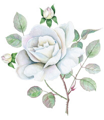 Watercolor bouquet of white roses