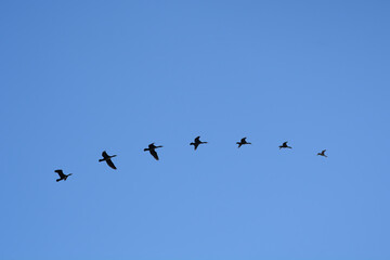 A conceptual composite image created from a montage of seven individual photographs of the same bird in various stages of flight, silhouetted against a clear blue sky