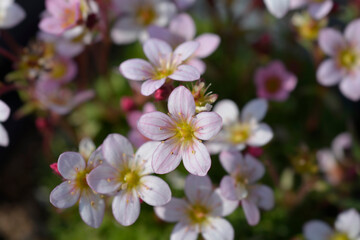 Mossy Saxifrage white and pale pink flowers - Latin name - Saxifraga Pixie Appleblossom