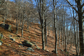 Il bosco di faggi sulle pendici dei monti